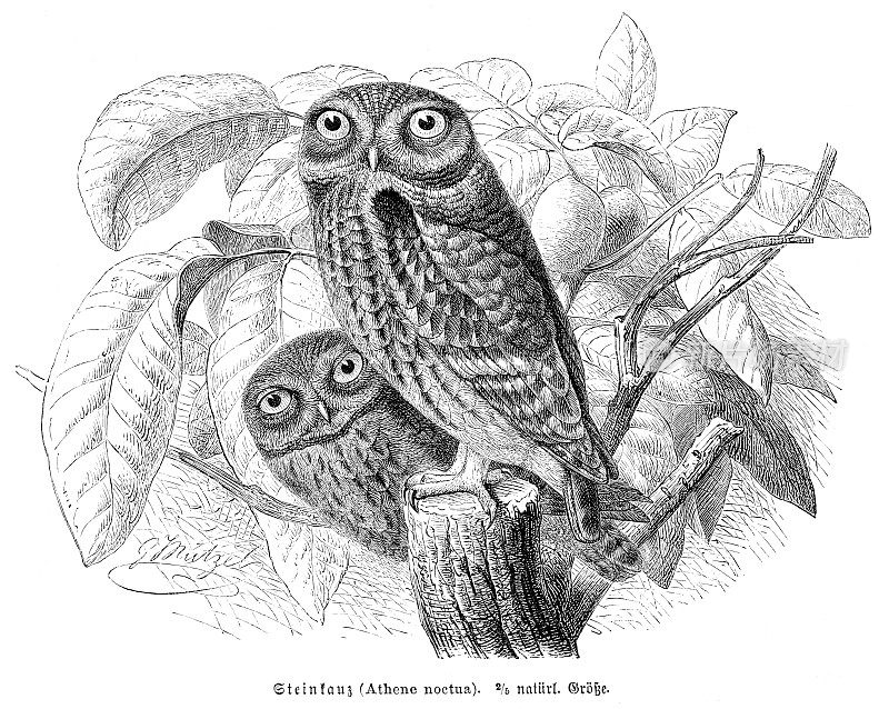 小猫头鹰(Athene noctua)鸟雕刻插图1892